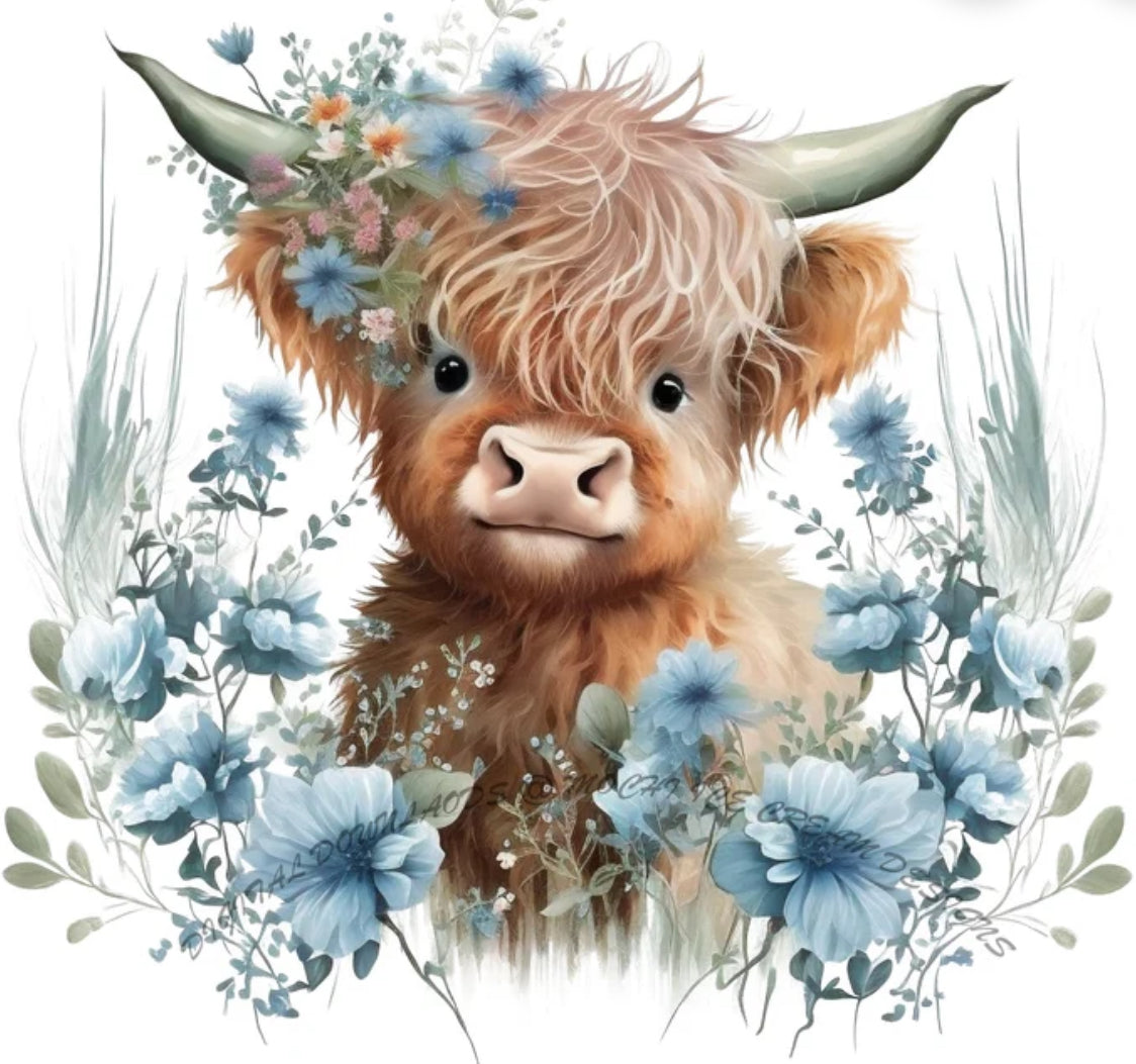 Cows